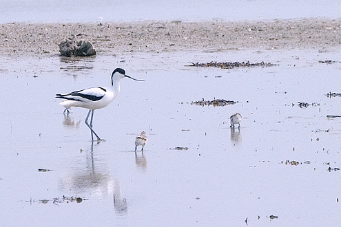 Avocet (Latin: Recurvirostra avosetta) with three young birds, Saltholm, Denmark