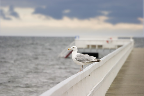 Seagull on boardwalk, Malmö