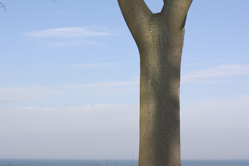 Tree at the Sea