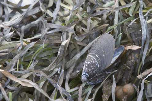 Mussel in Seaweed.