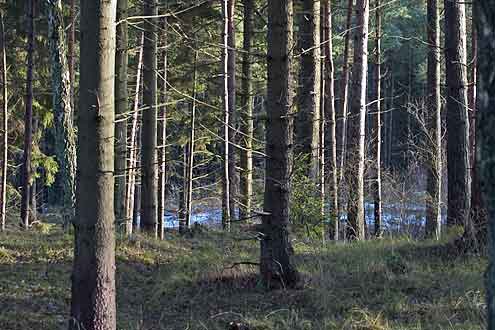 Tisvilde forest, Tisvilde, Denmark
