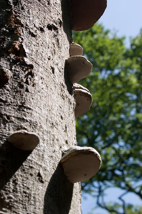 Touchwood (Fomes fomentarius) on tree, Hallans Väderø (Sweden)